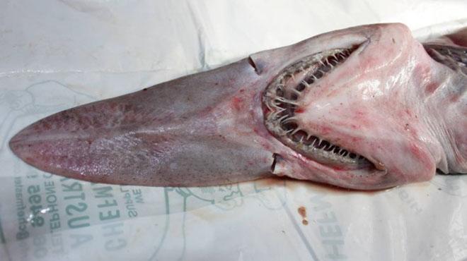 The goblin shark caught by fishermen on the NSW south coast. The shark finds its prey using hundreds of small sensors on its 'nasal paddle' © Merimbula News Weekly